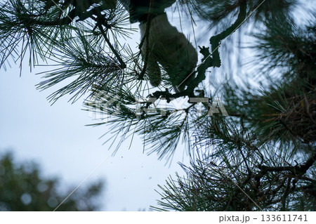 Japanese Gardener 133611741