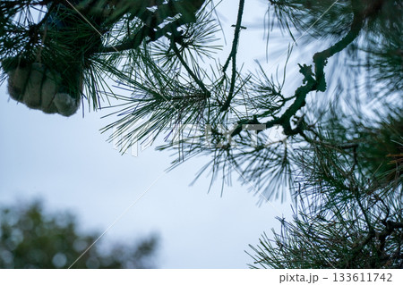 Japanese Gardener Japanese Gardener 133611742