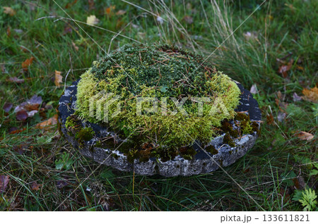 A top-down view of a stone planter covered with a dense carpet of moss and scattered pine needles A top-down view of a stone planter covered with a dense carpet of moss and scattered pine needles 133611821