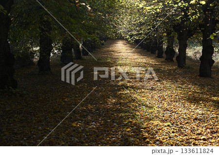 a tree-lined path blanketed with fallen leaves 133611824