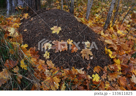 a large anthill in a forest, partially covered with fallen yellow and brown maple leaves 133611825