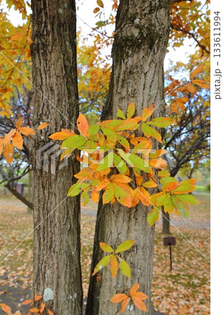 紅葉した木 紅葉した木 133611994