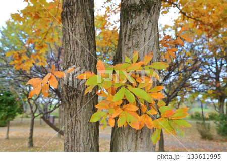 紅葉した木 133611995