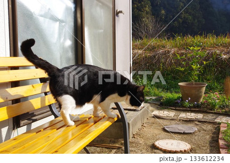 ベンチから降りようとする猫 ベンチから降りようとする猫 133612234