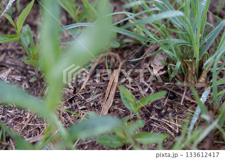 地面に落ちたアマガエル 133612417