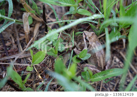 地面に落ちたアマガエル 133612419