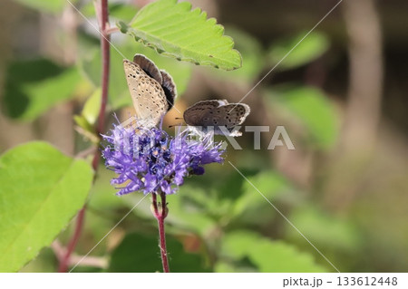秋の庭に咲く紫色のダンギクの花の蜜を吸う2匹のヤマトシジミ蝶 秋の庭に咲く紫色のダンギクの花の蜜を吸う2匹のヤマトシジミ蝶 133612448