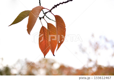 日射しに秋色に透ける紅葉する葉 日射しに秋色に透ける紅葉する葉 133612467