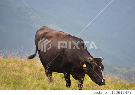 四国カルスト　牛 133612478