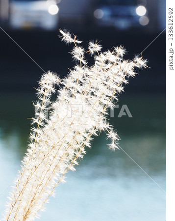 秋の日差しを浴びたススキの穂のクローズアップ（地球33番地付近の江ノ口川の薄の種） 133612592