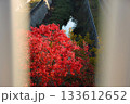 格子から見える紅葉 133612652