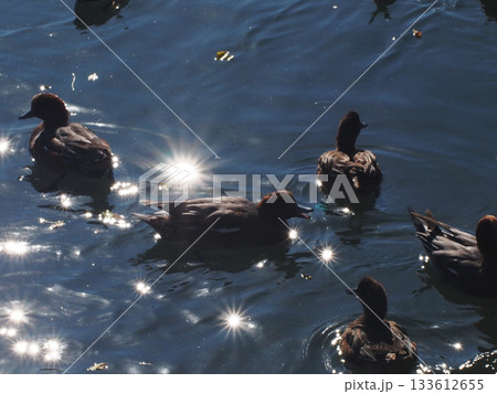 日差しを浴びた水面とカモたち（鳴きながら泳ぐ江ノ口川の鴨） 133612655