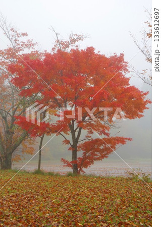 雨の日の紅葉した木 133612697