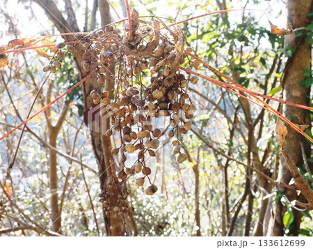 日差しを浴びたハゼの実のクローズアップ(源内山緑地の櫨) 日差しを浴びたハゼの実のクローズアップ(源内山緑地の櫨) 133612699