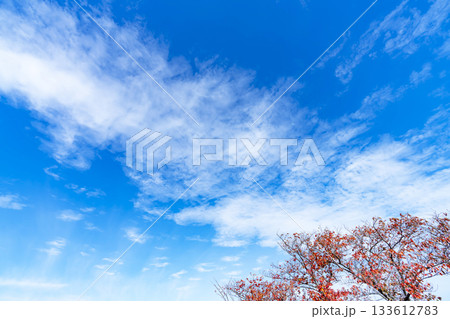 秋空と雲と木立 秋空と雲と木立 133612783