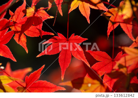 秋色に染まる紅葉の葉 133612842