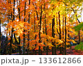 紅葉に染まる憩いの場 133612866