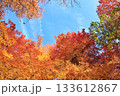 紅葉に染まる憩いの場 133612867