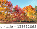 紅葉に染まる憩いの場 133612868
