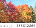 紅葉に染まる憩いの場 133612869