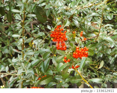 花の美術館真入口の真っ赤になったピラカンサスの実 133612911