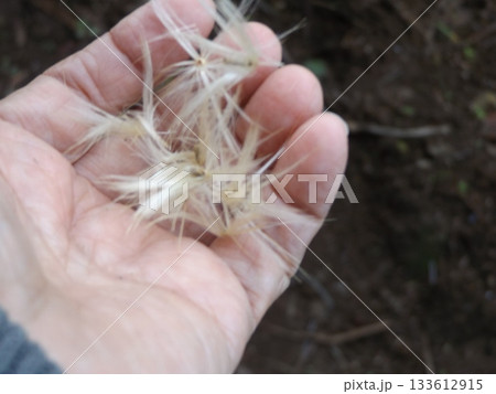 掌に載せた夏の花はルドンの種 掌に載せた夏の花はルドンの種 133612915