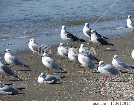 検見が浜お澄まししてるユリカモメ 133612916