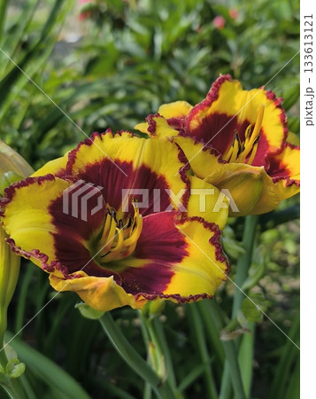 The yellow and red flowers of the daylily bloomed on a summer day in the garden against a backdrop of green leaves. 133613121
