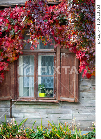 Autumn Vines Framing Wooden Window in Latvia 133613363
