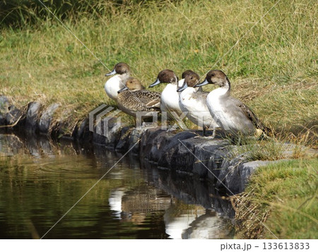 稲毛海浜公園浜の池に飛来した冬の渡り鳥オナガガモ 133613833