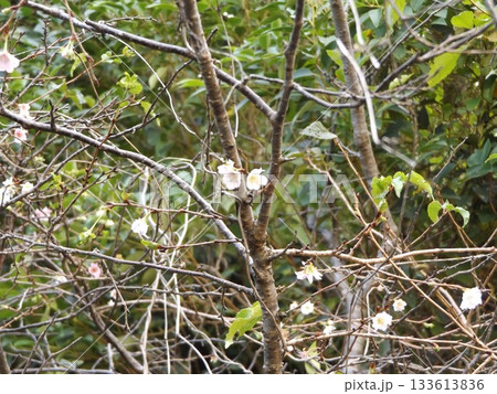 花の美術館入口に咲く十月桜の白い花 花の美術館入口に咲く十月桜の白い花 133613836