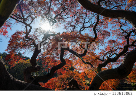 太陽光に照らされたモミジのシルエットと紅葉の色彩 133613862