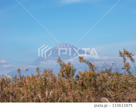 冬枯れのススキと富士山の風景　Winter Susuki & Mt.Fuji 133613875