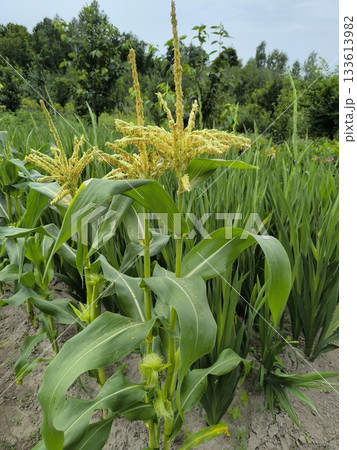 Young corn stalks with ears grow in the garden in summer. 133613982