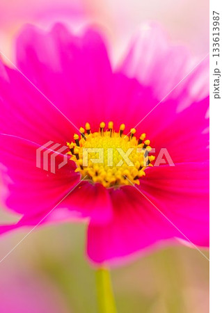 ピンクのコスモスの花が咲いています 133613987