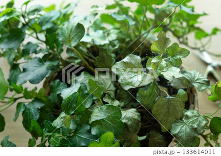Ivy (Hedera helix) infested with spider mites. Houseplant diseases. Pest infestation concept. Selective focus Ivy (Hedera helix) infested with spider mites. Houseplant diseases. Pest infestation concept. Selective focus 133614011