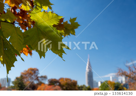 秋の葉を前景に都市の景観がぼける爽やかな風景 133614130