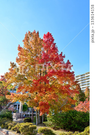 紅葉したケヤキの街路樹 133614158