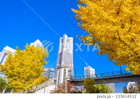 日本の横浜都市景観 秋色に映える桜木町駅前や横浜ランドマークタワーなどを望む=11月26日 日本の横浜都市景観 秋色に映える桜木町駅前や横浜ランドマークタワーなどを望む=11月26日 133614512