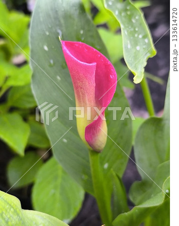 A pink Zantedeschia flower bloomed on a summer day in the garden against a backdrop of green leaves. A pink Zantedeschia flower bloomed on a summer day in the garden against a backdrop of green leaves. 133614720