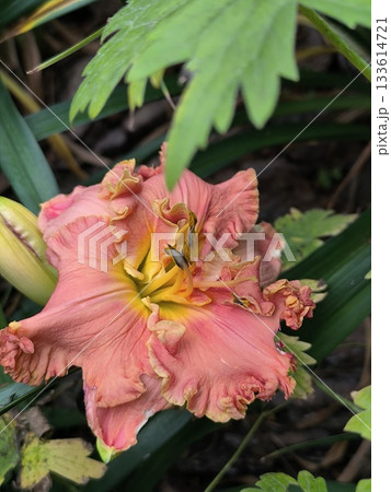 A delicate orange-colored daylily blooms in the garden in summer. A delicate orange-colored daylily blooms in the garden in summer. 133614721
