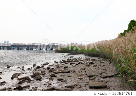 淀川河川公園から望む阪急電車（大阪府大阪市淀川区） 133614761