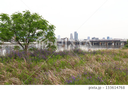 淀川河川公園から望む阪急電車（大阪府大阪市淀川区） 133614768
