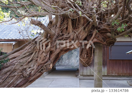 龍王神社 あこうの木 龍王神社 あこうの木 133614786