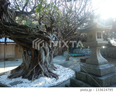龍王神社　あこうの木 133614795