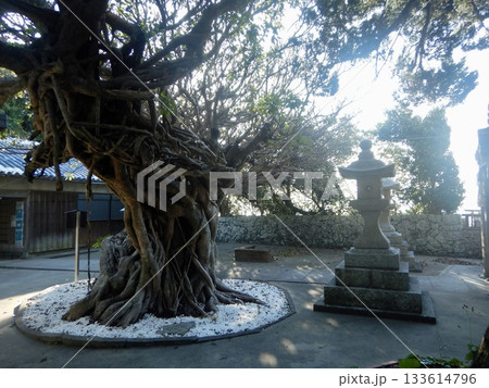 龍王神社 あこうの木 龍王神社 あこうの木 133614796