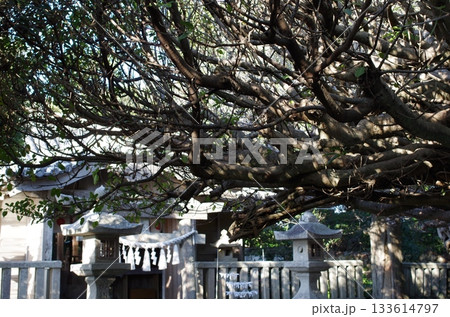龍王神社　あこうの木 133614797