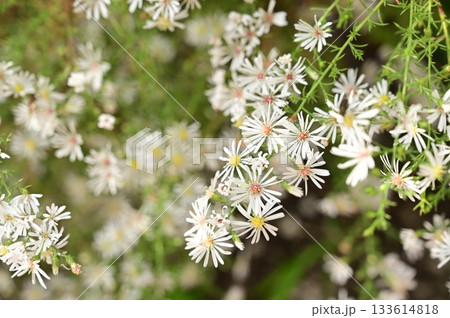 クジャクソウ(キク科)シオン属 クジャクソウ(キク科)シオン属 133614818