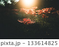 美しく照らされる彼岸花 133614825