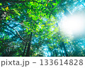輝く光と美しい新緑 133614828